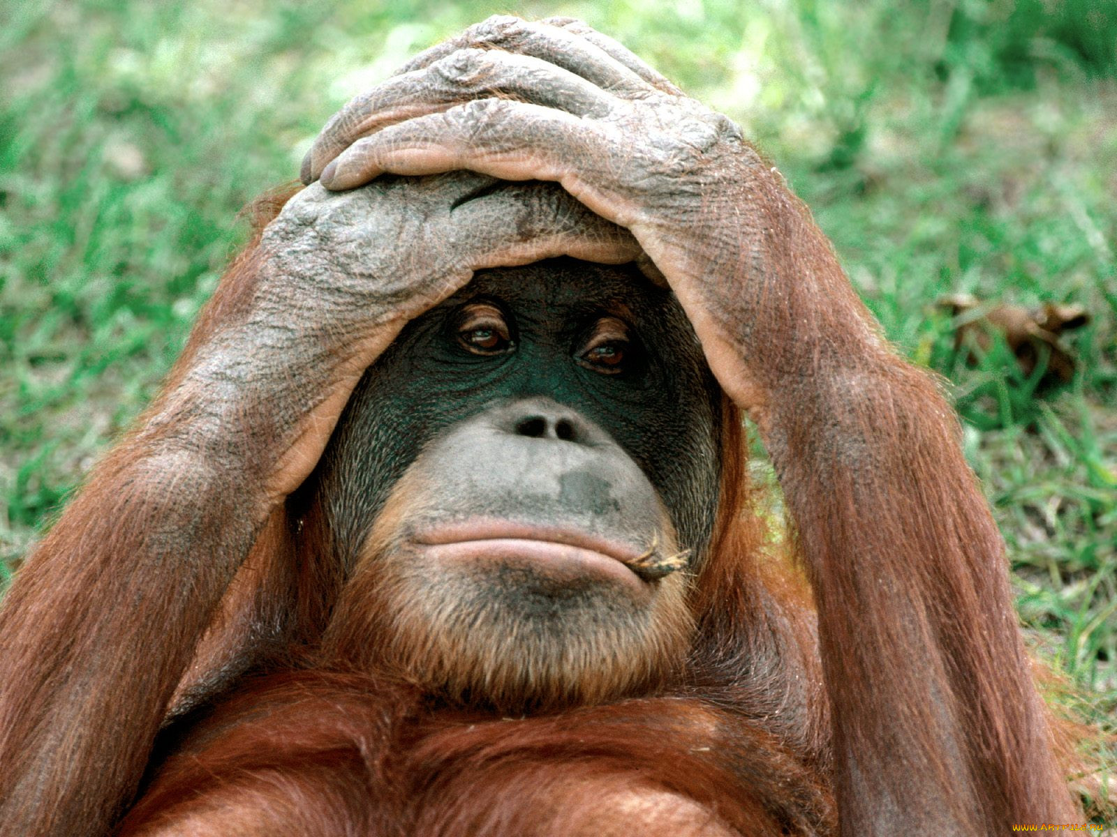 orangutan, china, , 
